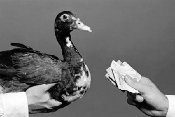 Quién va a pagar el Pato?